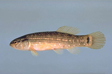 Cypress Minnow – Discover Fishes