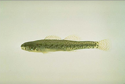 Swamp Darter