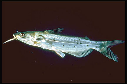 chanel catfish