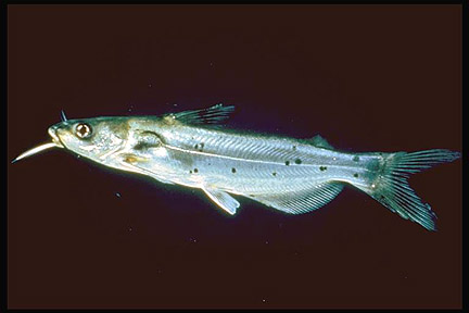 Channel Catfish, Ictalurus punctatus Taken at the Virginia …