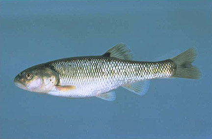 https://www.efish.fishwild.vt.edu/families/images/jpegs/creekchub.jpg