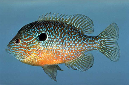 The Virtual Aquarium of Virginia Tech--Sunfishes