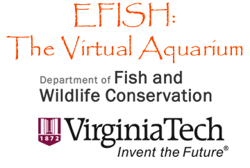 EFISH: The Virtual Aquarium
