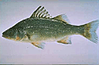 Striped Bass